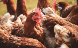 Ticaret Bakanlığı’ndan Mısır İthalatında Fiyat İstikrarı Hamlesi: 3 Milyon Tonluk Tarife Kontenjanı Açıldı